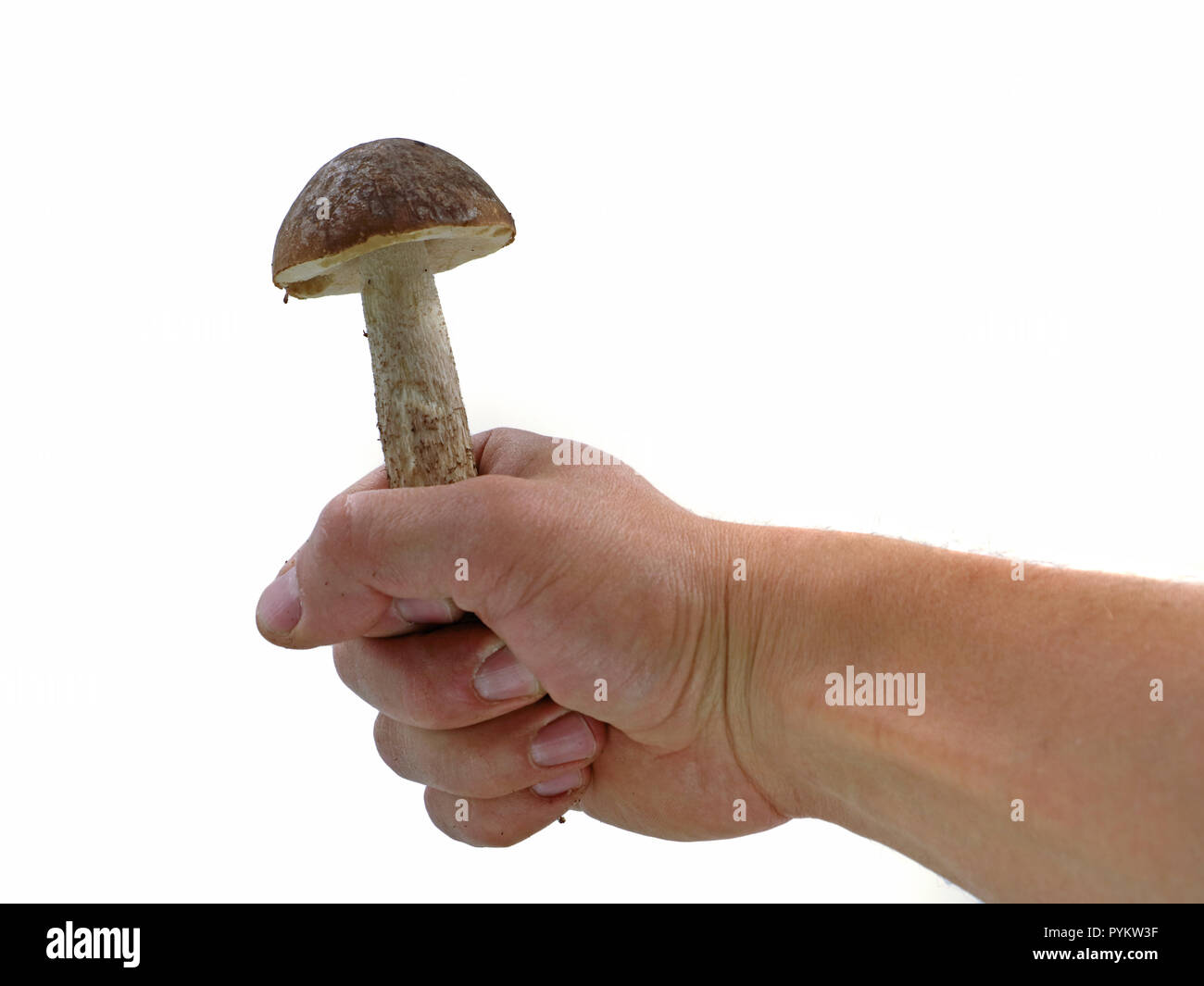 La main des hommes est holding mushroom isolé sur fond blanc, studio shot Banque D'Images