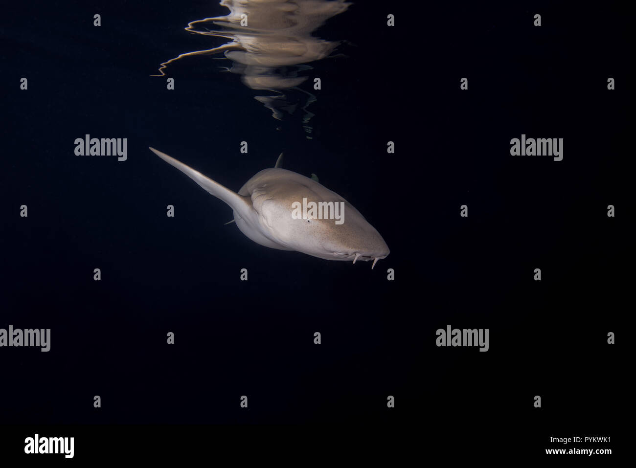 Requins nourrice fauve, Nebrius ferrugineus nager dans la nuit réfléchie par la surface de l'eau Banque D'Images