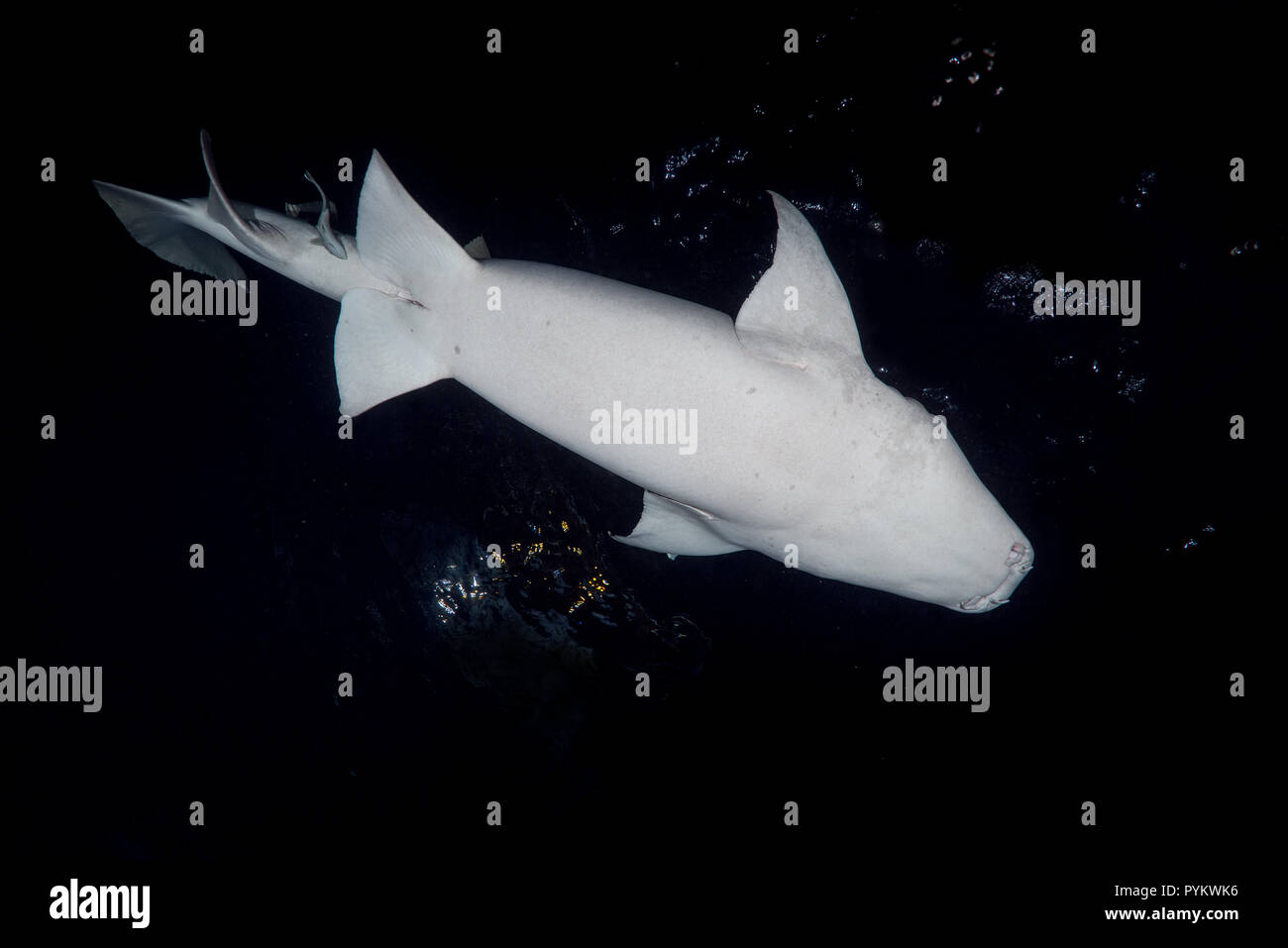 Requins nourrice fauve, Nebrius ferrugineus nager dans la nuit. Tourné à angle faible Banque D'Images