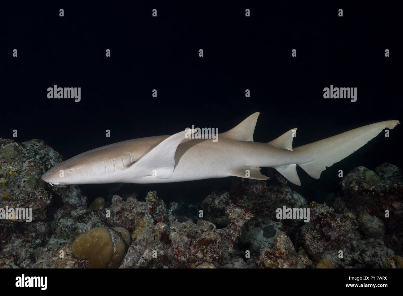 Requins nourrice fauve, Nebrius ferrugineus nager plus de récifs coralliens dans la nuit Banque D'Images