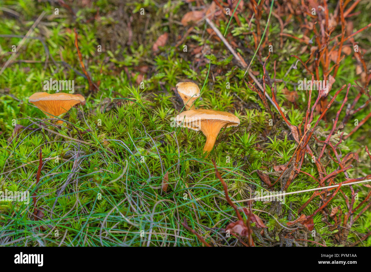 Chanterelle (Hygrophoropsis aurantiaca) poussant sur un lit de mousse d'étoiles. Long Mynd Shropshire UK Octobre 2018. Banque D'Images