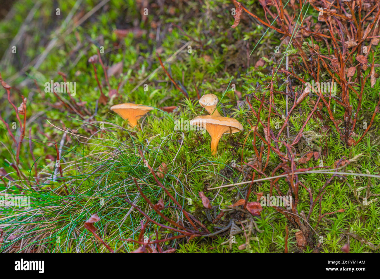 Chanterelle (Hygrophoropsis aurantiaca) poussant sur un lit de mousse d'étoiles. Long Mynd Shropshire UK Octobre 2018. Banque D'Images