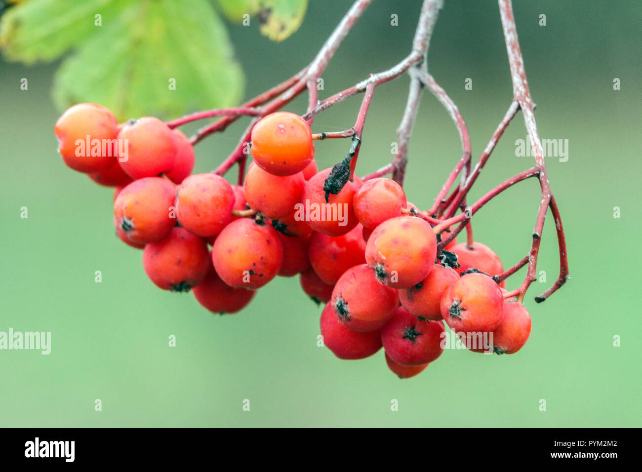 Sorbus meinichii, fruits rouges, automne Banque D'Images