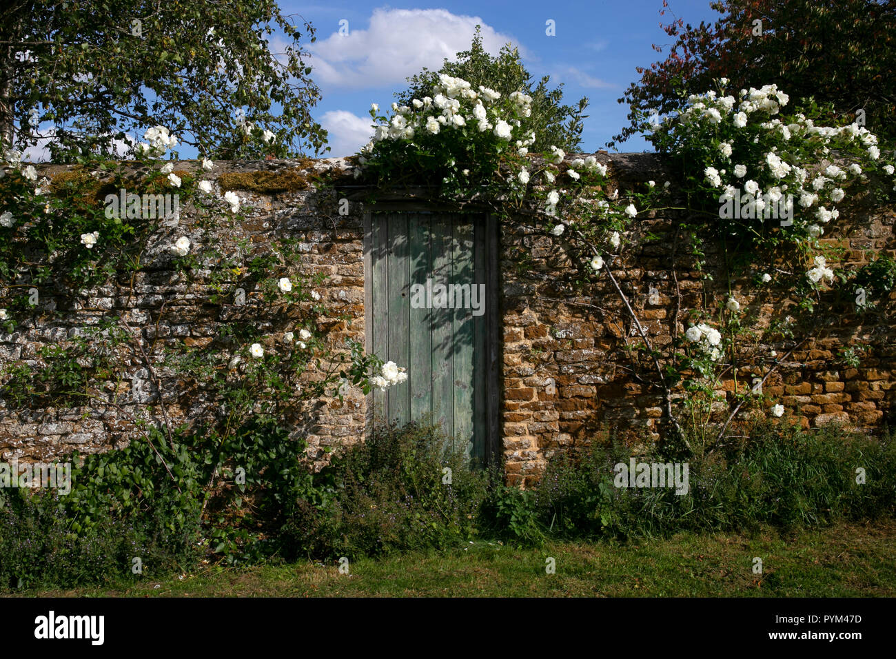 Escalade en bois blanc rose autour de la porte et mur de brique de jardin anglais,Angleterre,Europe Banque D'Images