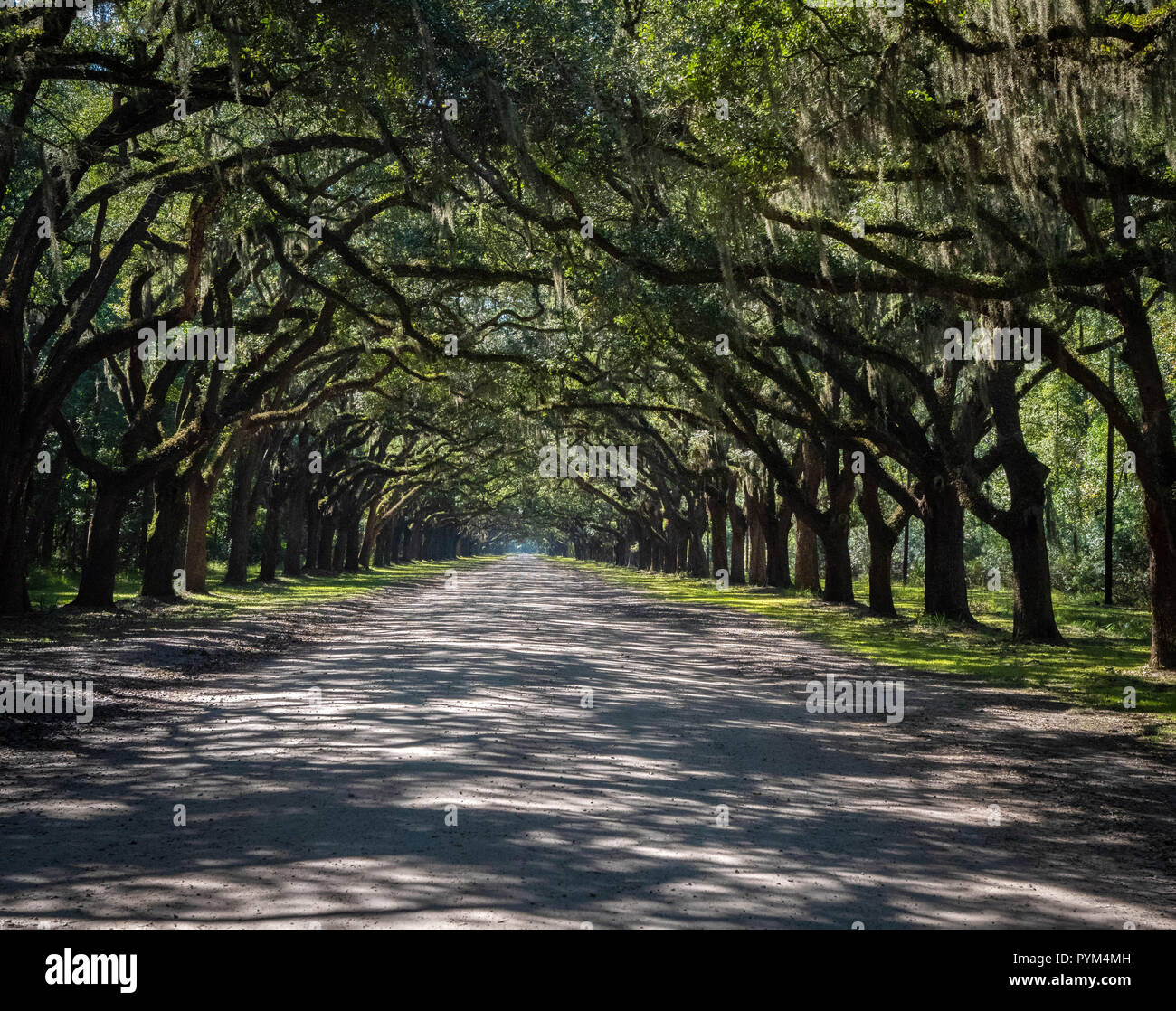 Le lecteur à Wormsloe Plantation sur l'île Hope Savannah Georgia USA qui est surplombée par live oak branches ornés de mousse espagnole Banque D'Images