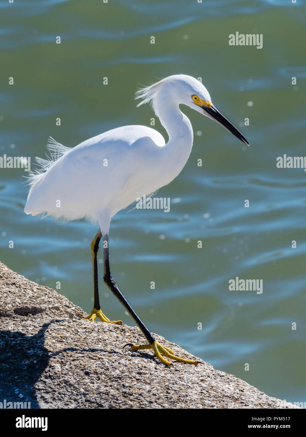 Aigrette neigeuse Egretta thula par une rivière sur la côte de la Floride USA Banque D'Images