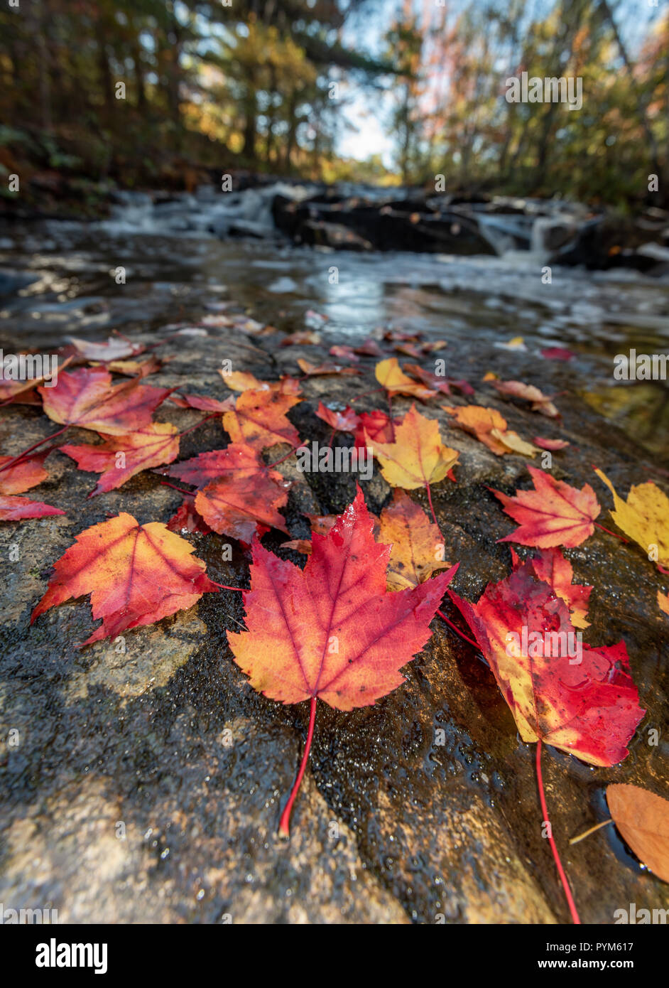 L'automne dans l'Acadia National Park, Maine Banque D'Images