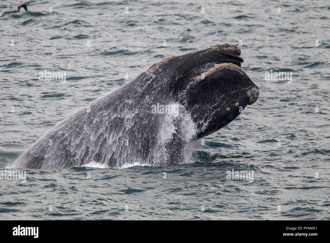 Baleine franche australe Eubalaena australis Hermanus, Western Cape, Afrique du Sud 2 septembre 2018 ordonnances adultes. Des balénidés Banque D'Images