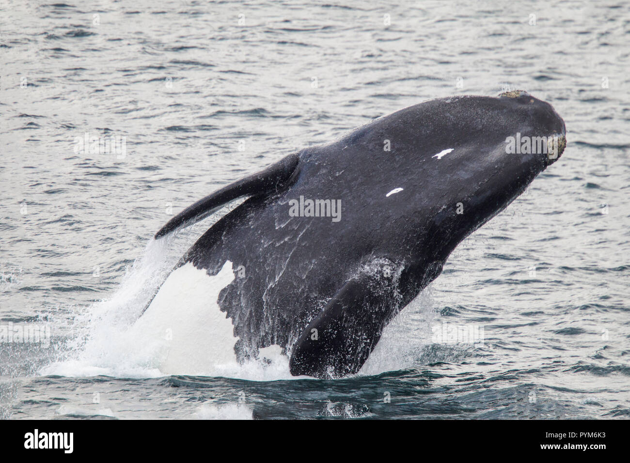 Baleine franche australe Eubalaena australis Hermanus, Western Cape, Afrique du Sud 2 septembre 2018 ordonnances adultes. Des balénidés Banque D'Images