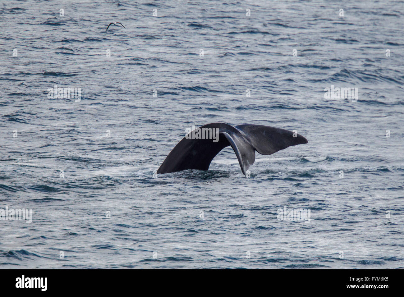 Baleine franche australe Eubalaena australis Hermanus, Western Cape, Afrique du Sud 2 septembre 2018 des profils montrant la nageoire caudale. Des balénidés Banque D'Images