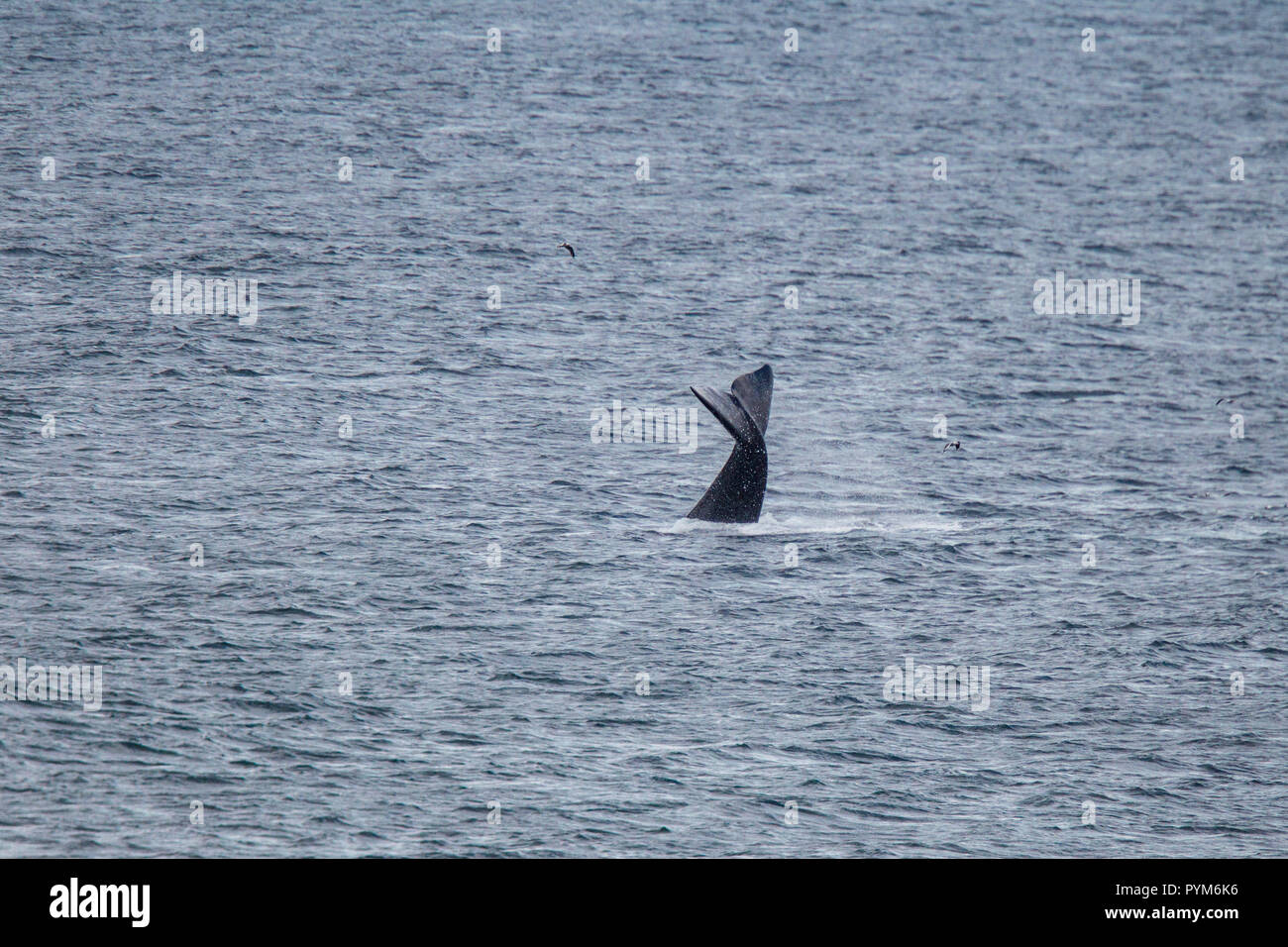 Baleine franche australe Eubalaena australis Hermanus, Western Cape, Afrique du Sud 2 septembre 2018 lobtailing adultes. Des balénidés Banque D'Images