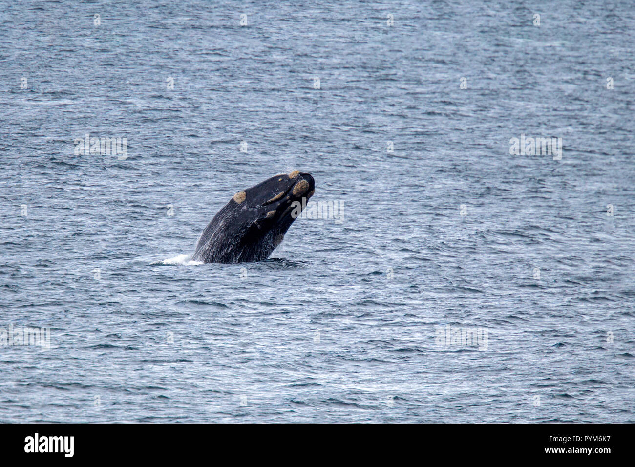 Baleine franche australe Eubalaena australis Hermanus, Western Cape, Afrique du Sud 2 septembre 2018 rupture adultes et distinctif montrant Banque D'Images