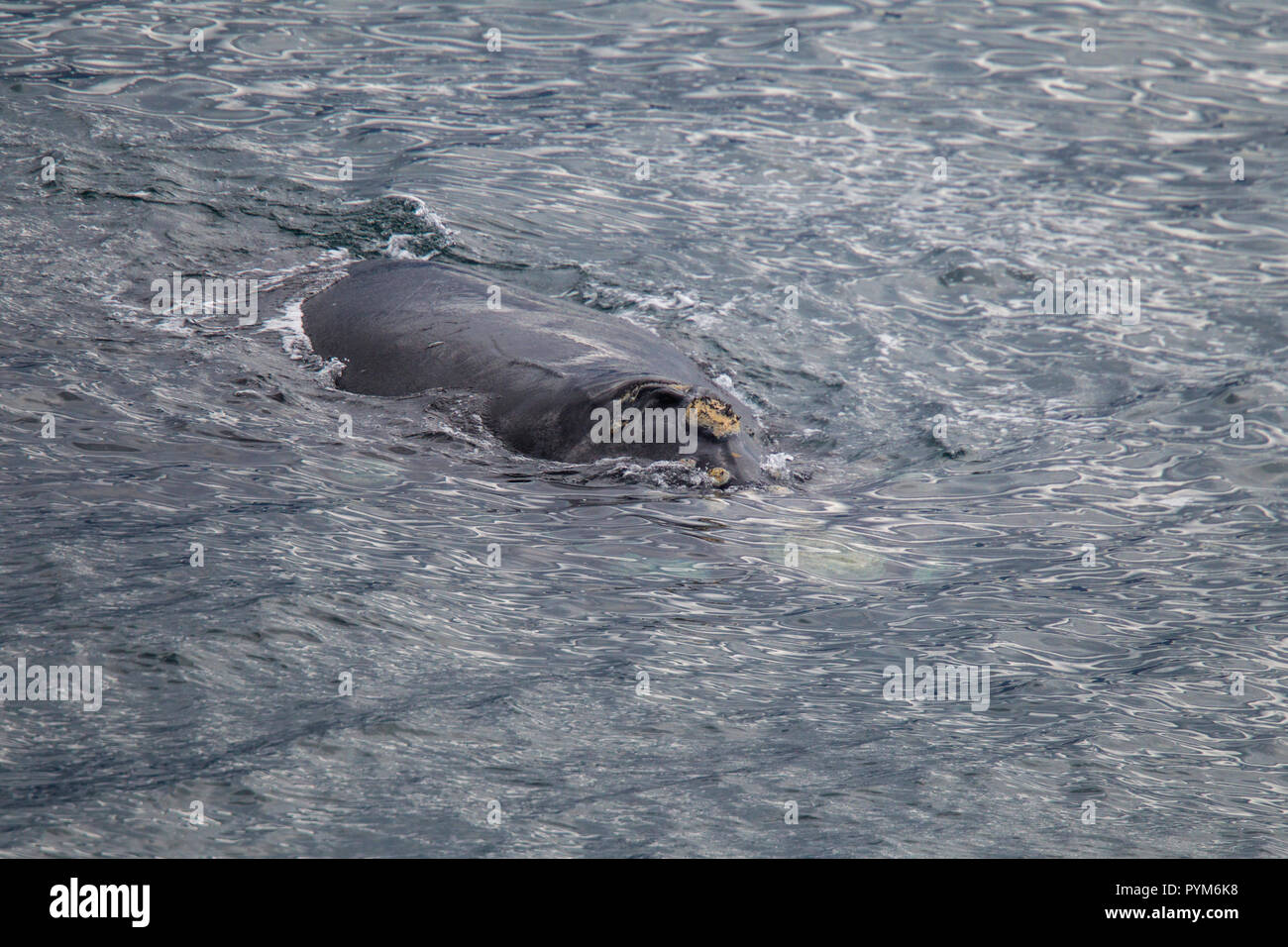 Baleine franche australe Eubalaena australis Hermanus, Western Cape, Afrique du Sud 2 septembre 2018 montrant adultes callosités distinctif sur Banque D'Images
