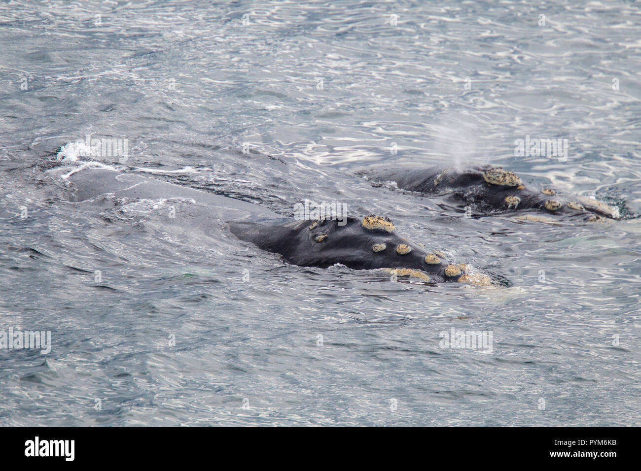 Baleine franche australe Eubalaena australis Hermanus, Western Cape, Afrique du Sud 2 septembre 2018 adultes soufflant et montrant des c Banque D'Images