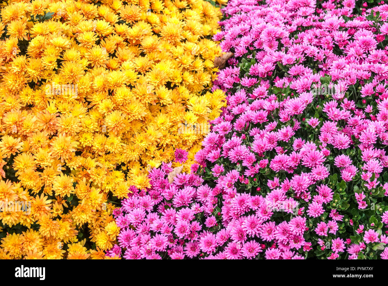 Chrysanthème, lit de fleurs d'automne dans le jardin, lit contrasté et coloré, mums Chrysanthème de jardin mélanger des chrysanthèmes d'automne Banque D'Images