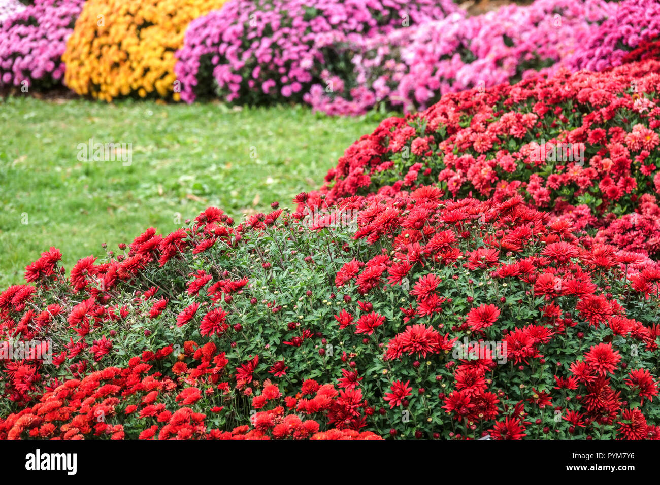 Chrysanthèmes rouges, fleurs colorées d'automne dans le jardin, mums contrastés bordure de lit de jardin colorée Banque D'Images