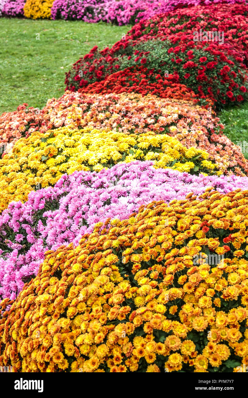 Orange violet jaune rouge fleurs de chrysanthème, fleurs d'automne dans le jardin, lit contrasté et coloré Banque D'Images