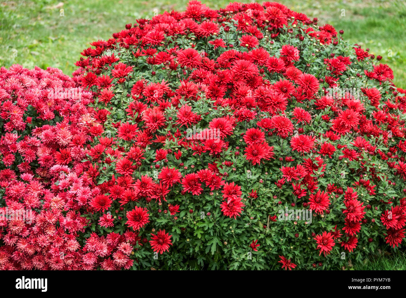 Automne rouge Chrysanthemum, octobre fleurs rouges dans le jardin chrysanthèmes rouges fleuris Banque D'Images