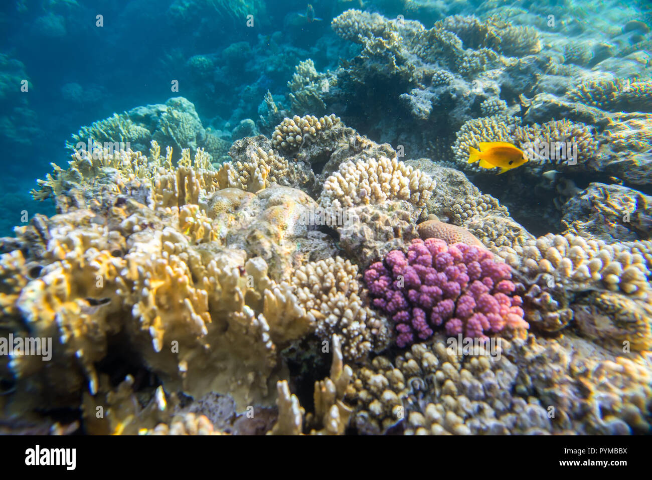 Barrière de corail sous l'eau Banque D'Images