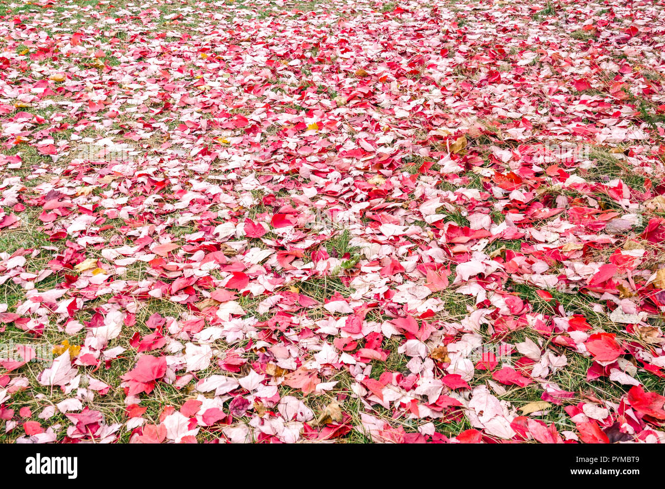 Érable rouge, Acer rubrum 'Red Sunset', pelouse couverte de feuilles rouges tombant sur le sol Banque D'Images