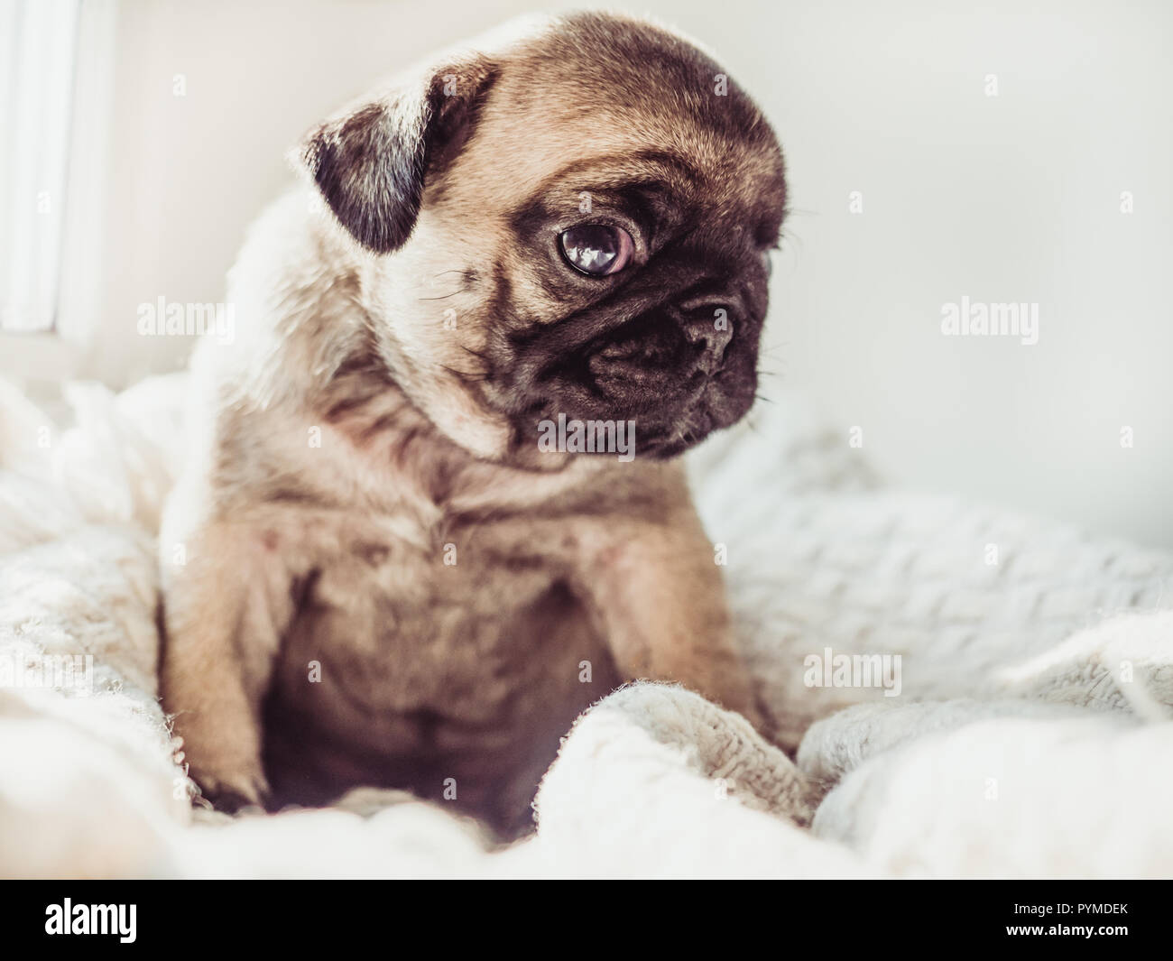 Doux, mignon chiot assis sur une couverture blanche Banque D'Images