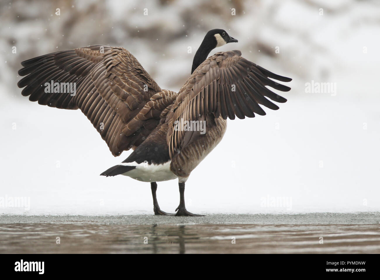 Bernache du Canada (Branta canadensis) des profils avec ailes ouvertes debout sur la glace en neige, Bade-Wurtemberg, Allemagne Banque D'Images