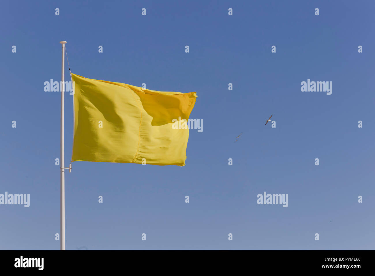 Couleur Uni drapeau jaune volant dans le pôle d'un contre un ciel bleu pur avec une mouette en passant par Banque D'Images