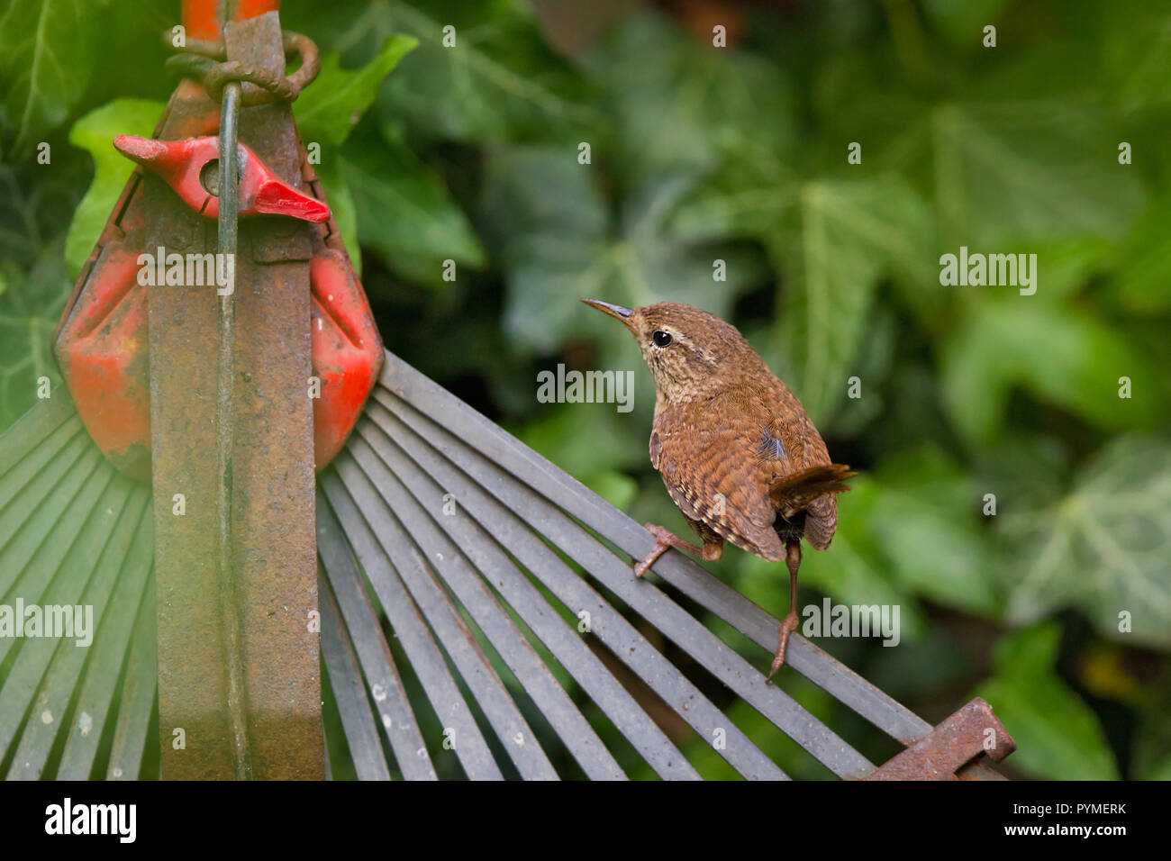 Troglodyte mignon (Troglodytes troglodytes) adulte assis sur râteau Banque D'Images