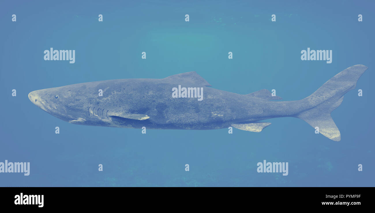 Requin du Groenland Somniosus microcephalus, requin, avec la plus longue durée de vie connue toutes les espèces de vertébrés Banque D'Images