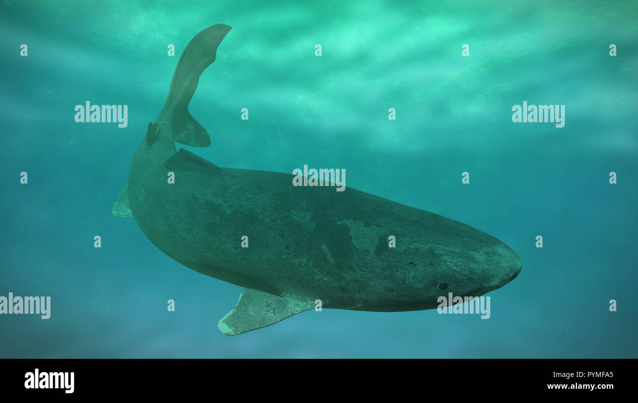 La natation, le requin du Groenland Somniosus microcephalus, espèces de requins de haute mer Banque D'Images