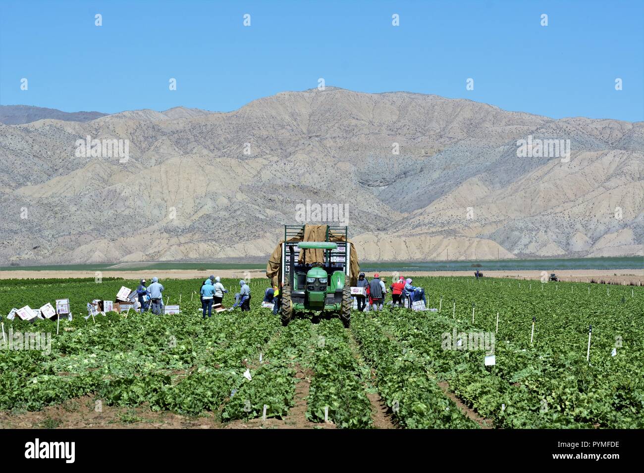 L'agriculture dans le centre de la Californie Lettuce Banque D'Images