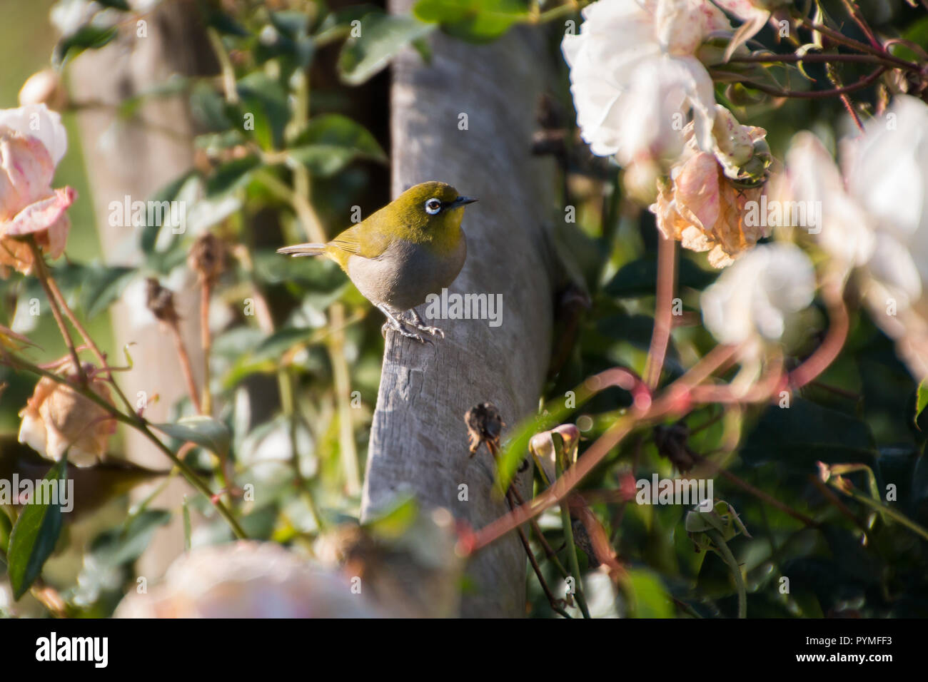 Cape White-Eye assis dans un jardin de roses à la recherche à l'appareil photo, un portrait de petit oiseau gris avec le ventre et la gorge jaune et retour avec une bague blanche un Banque D'Images