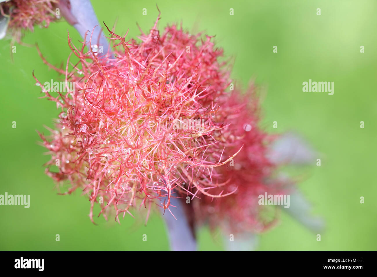 Gall, connue pour être la rose bedeguar galle, Robin's pincushion, ou moss gall est causée par une vésicule hyménoptère Diplolepis rosae, wasp Banque D'Images