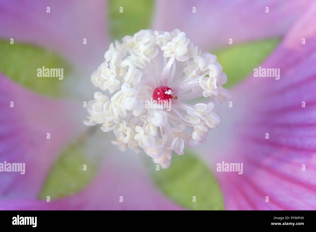 Musk mallow ou rose trémière, musk mallow, centre-fleur Banque D'Images