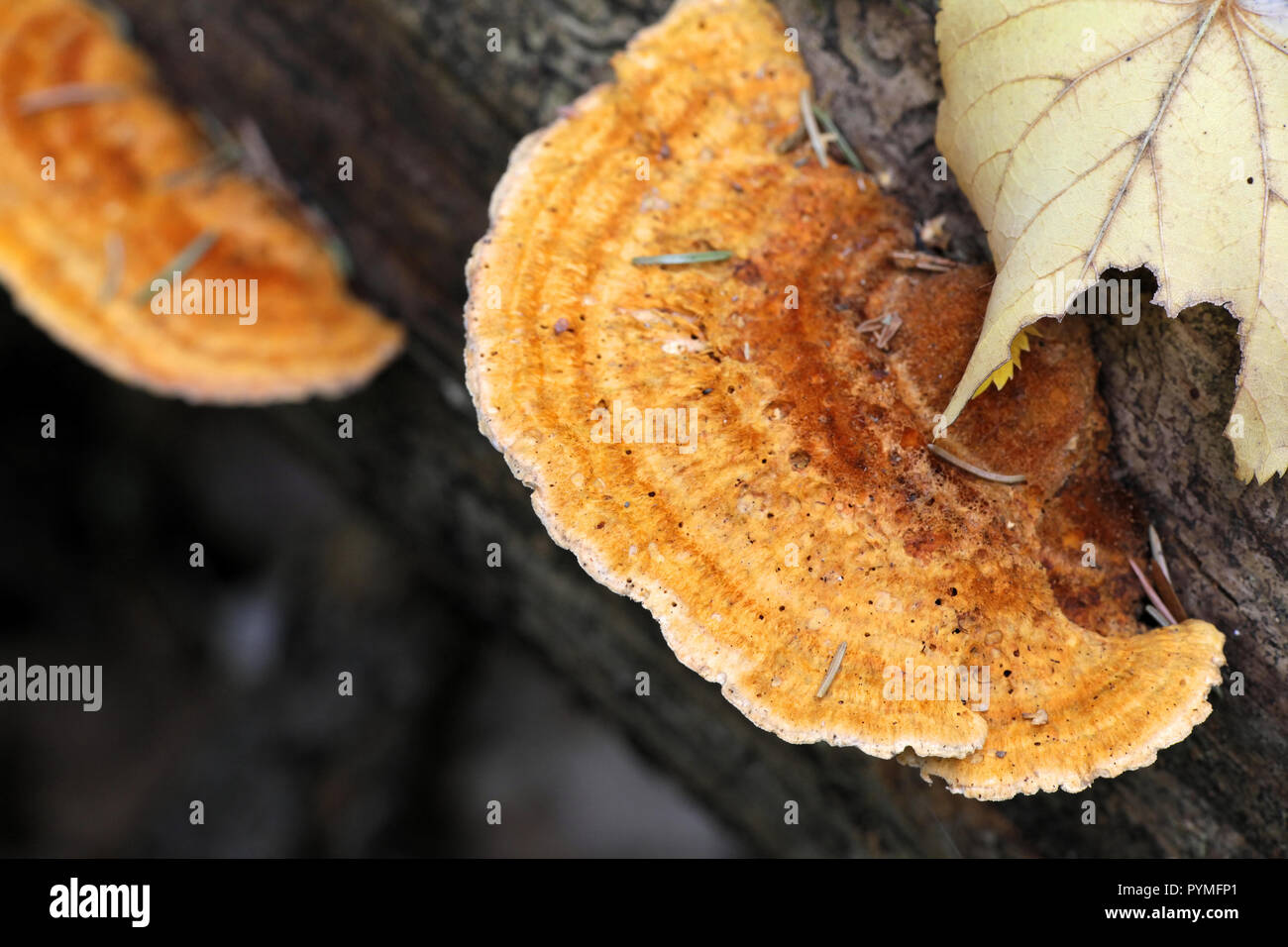 Une orange polypore, Pycnoporellus fulgens Banque D'Images