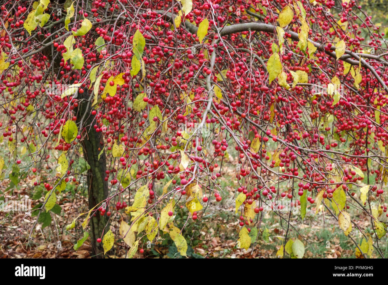 Crabapple Malus 'Red Jade' Banque D'Images