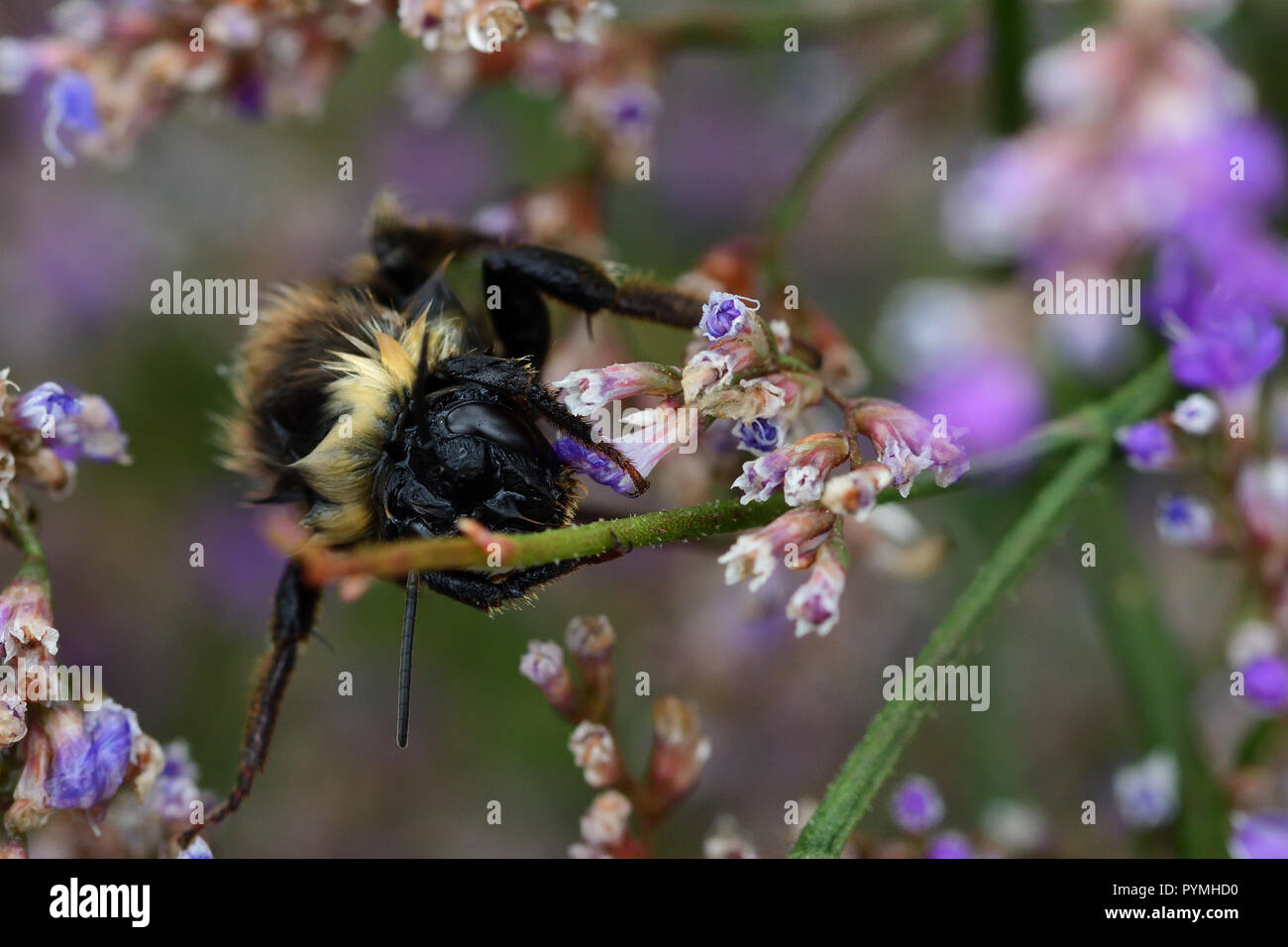 Plan Macro sur un bourdon sur fleurs roses Banque D'Images