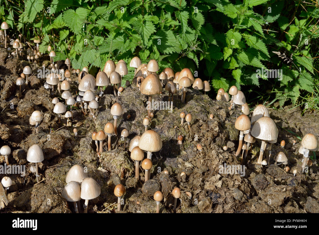 Panaeolus tubaeformis est un champignon ou saprophytes toadstool souvent trouvés dans des grappes sur la bouse de cheval. Banque D'Images