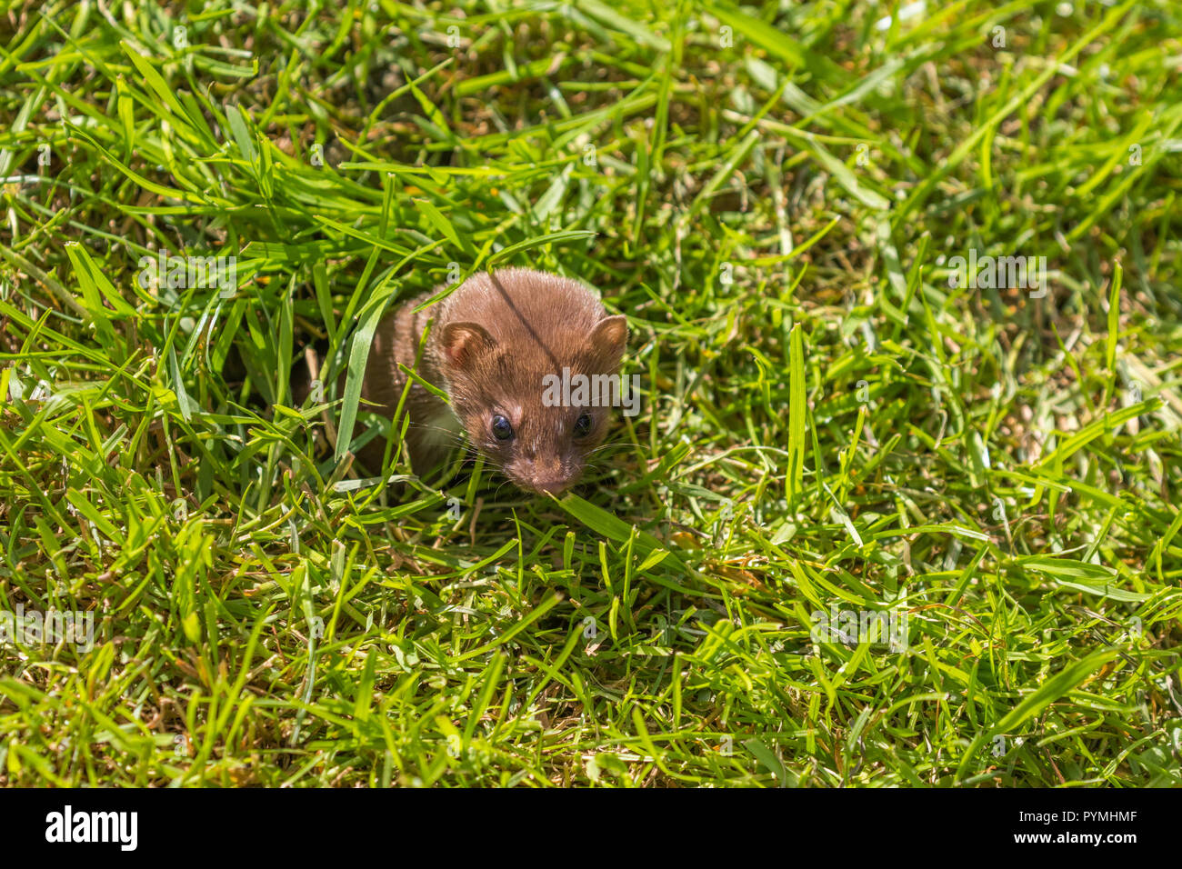 Belette animal Banque de photographies et d’images à haute résolution ...