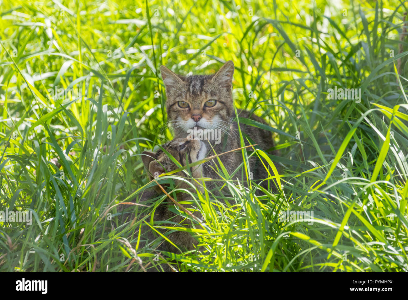 Scottish wildcat (Felis silvestris) grampia chaton Banque D'Images