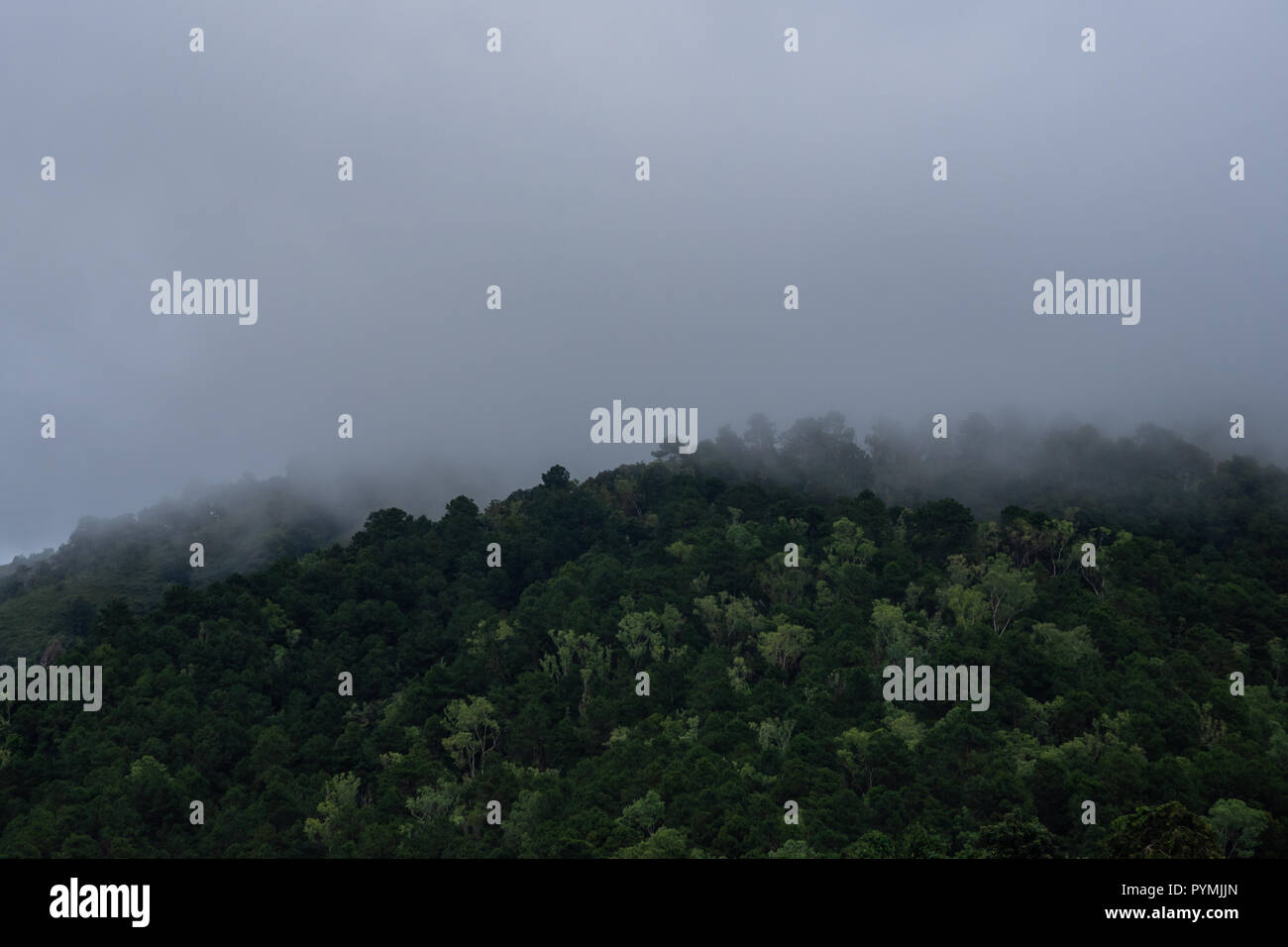 Mist sombre sur la forêt de montagne Banque D'Images Mist sombre sur la forêt de montagne Banque D'Images