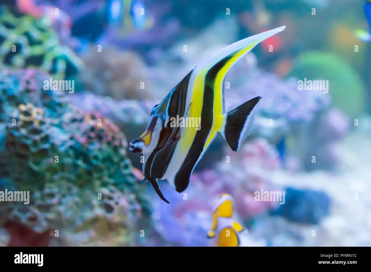 Les poissons marins sont la couleur de la mer. Banque D'Images