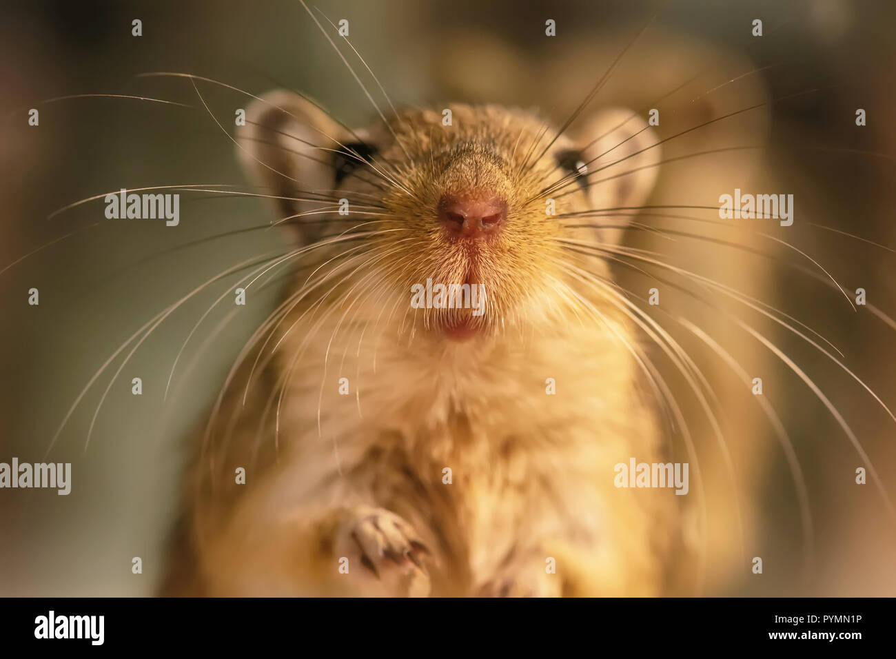 Une gerbille ou appelés rats du désert est un petit mammifère. Banque D'Images