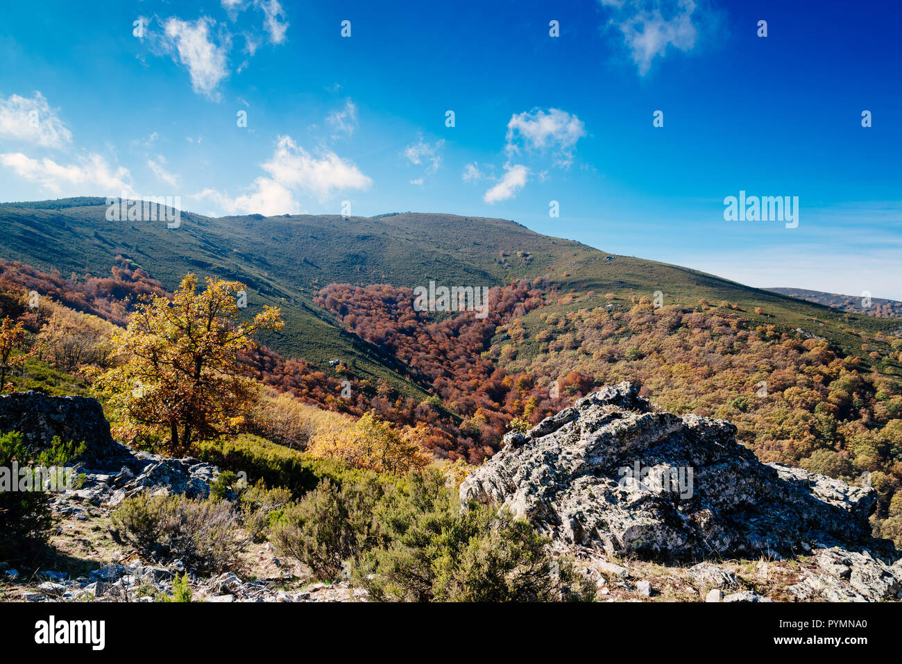 Forêt de hêtres en automne le temps d'une journée ensoleillée avec ciel bleu Banque D'Images