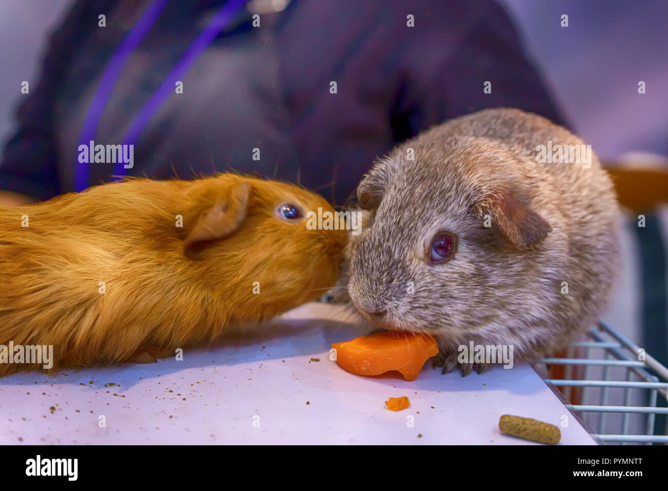 Cochon d'Inde ou cobaye domestique, également connu sous le nom de Cavia. Sur la cage. Banque D'Images