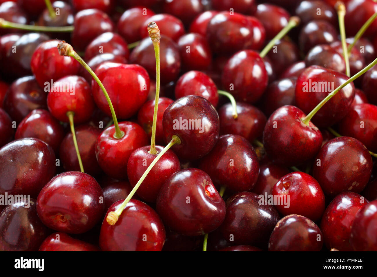 Beaucoup de cerises rouges mûres fraîchement cueillies Banque D'Images