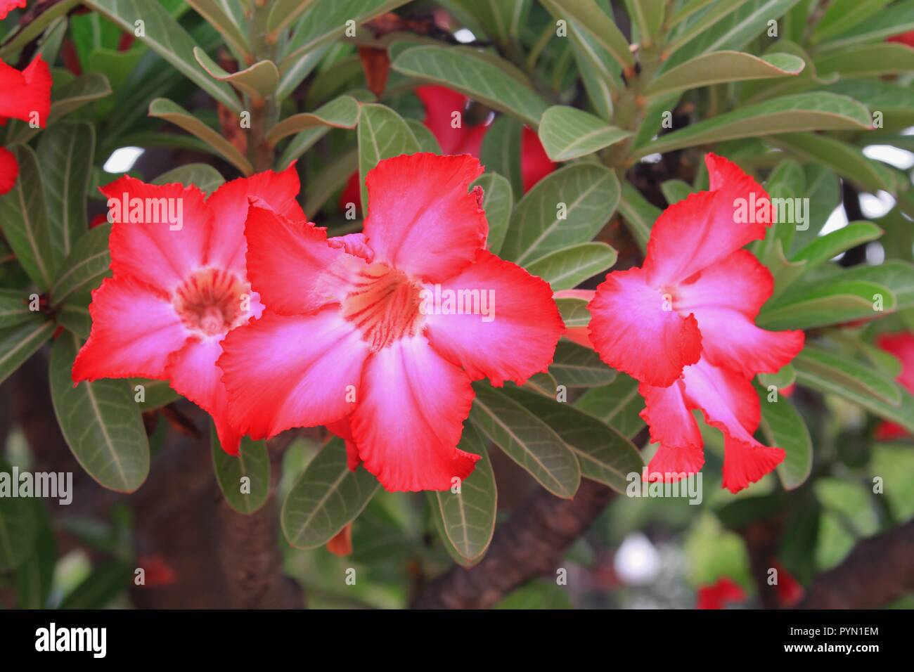 Desert rose fleur tropicale dans un arbre ou du Toitskloof belle adenium  Rose Photo Stock - Alamy