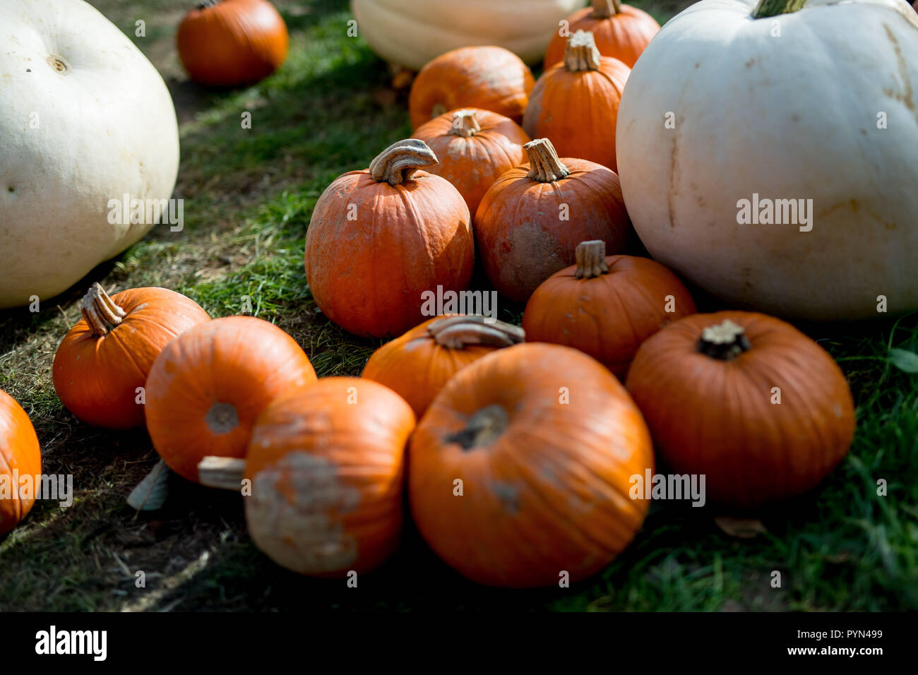 Les citrouilles dans une ferme dans la région de Sussex, UK utilisé pour la création de Jack o lanterne pour la célébration de l'Halloween et sont aussi comestibles. Banque D'Images