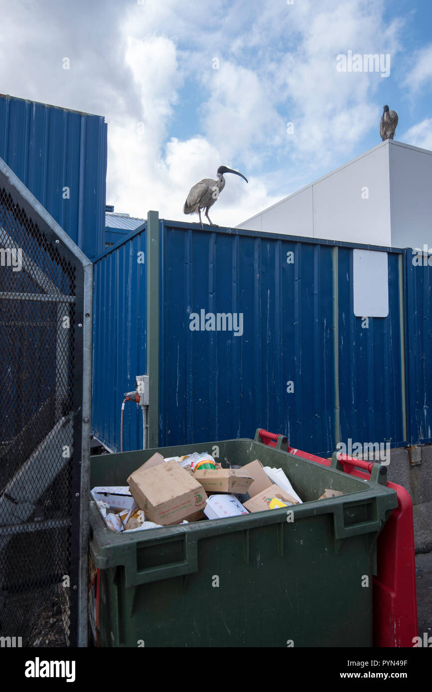 Un Ibis blanc, un oiseau qui est de plus en plus loin de son habitat naturel et vivant actuellement dans les zones urbaines. AKA Ben Chicken Banque D'Images