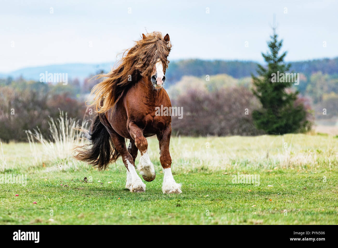 Portrait d'un étalon Percheron brun avec de beaux mane et le faisceau sur la terre de l'automne. Beau cheval de trait brun blanc en plein air avec des jambes. Czech Rep Banque D'Images